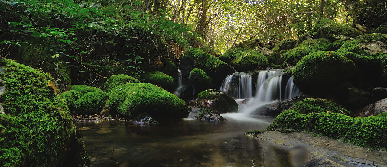 1280px bosque de muniellos 02
