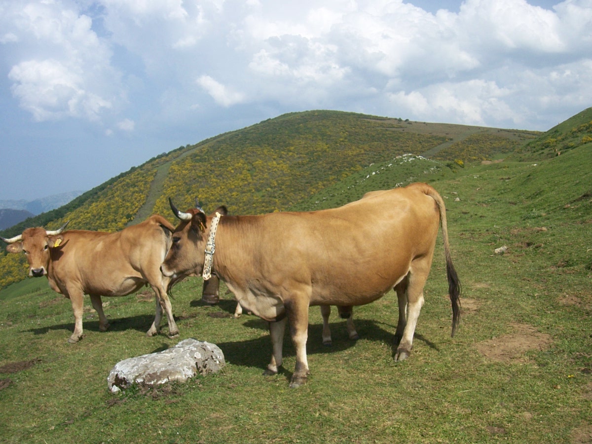 Vacas Alto San Lorenzo