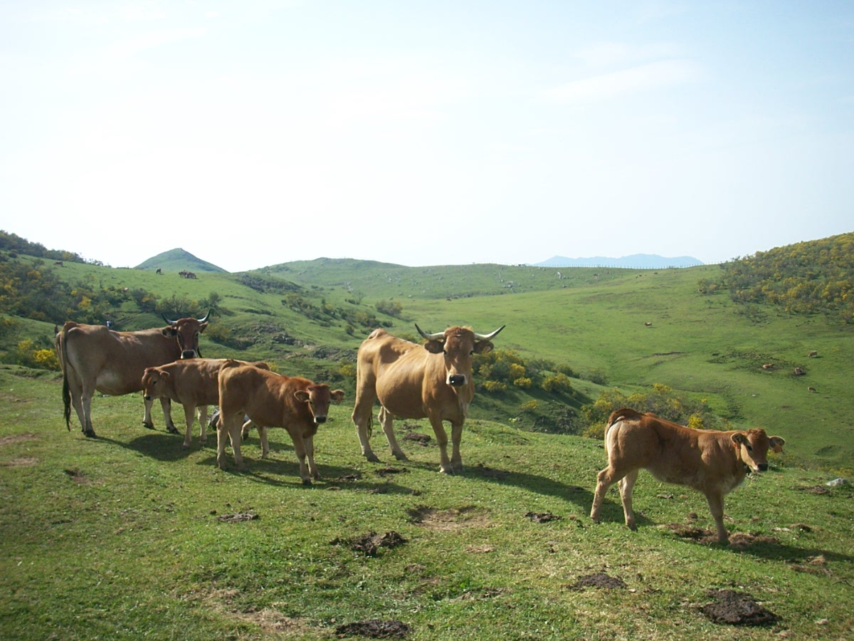 Vacas Braña el Chamaraxil Vacas Braña el Chamaraxil