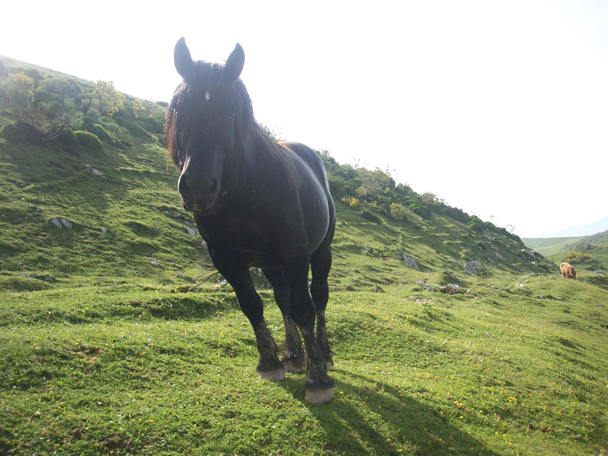 Caballo Alto San Lorenzo Caballo Alto San Lorenzo