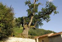 Roble de Bermiego