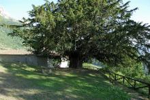 Tejo de Bermiego