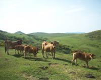 Vacas Braña el Chamaraxil