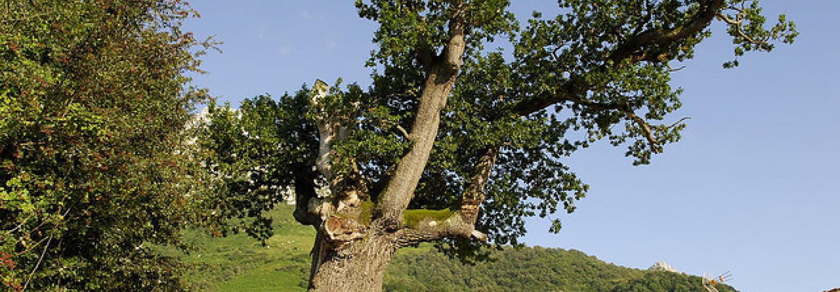 Roble de Bermiego